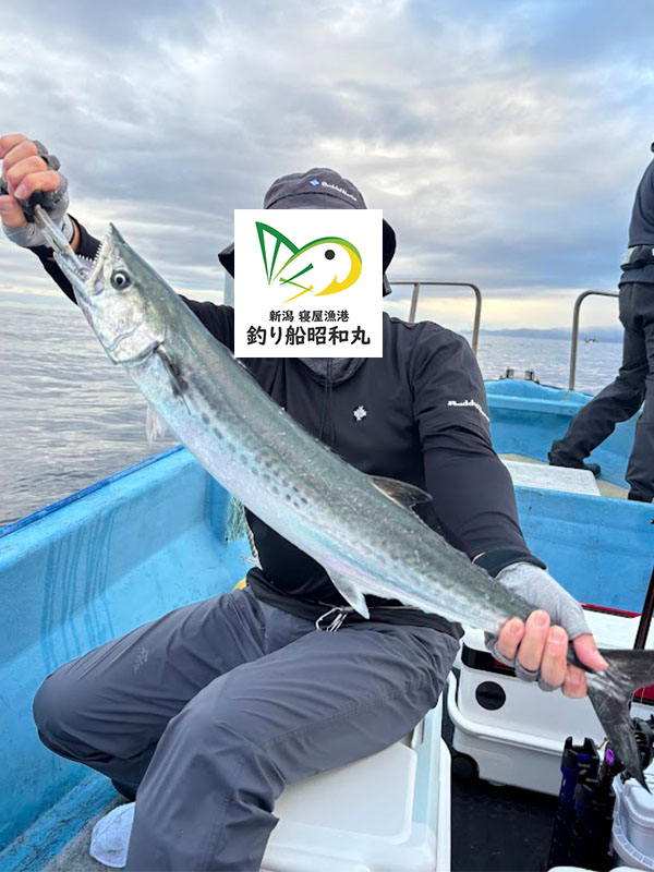 新潟日本海のタイラバで釣れた秋の鰆