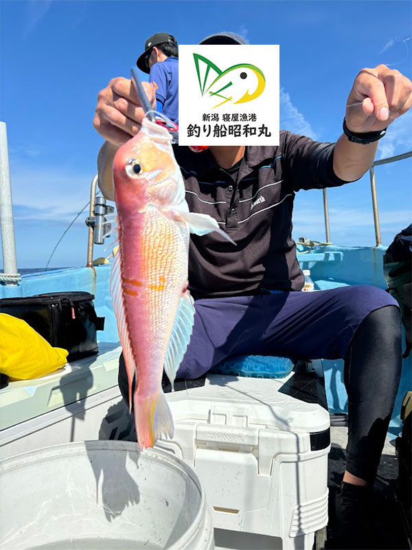 タイラバで甘鯛キロUPが釣れた