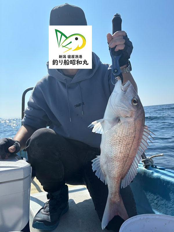 真鯛の釣果