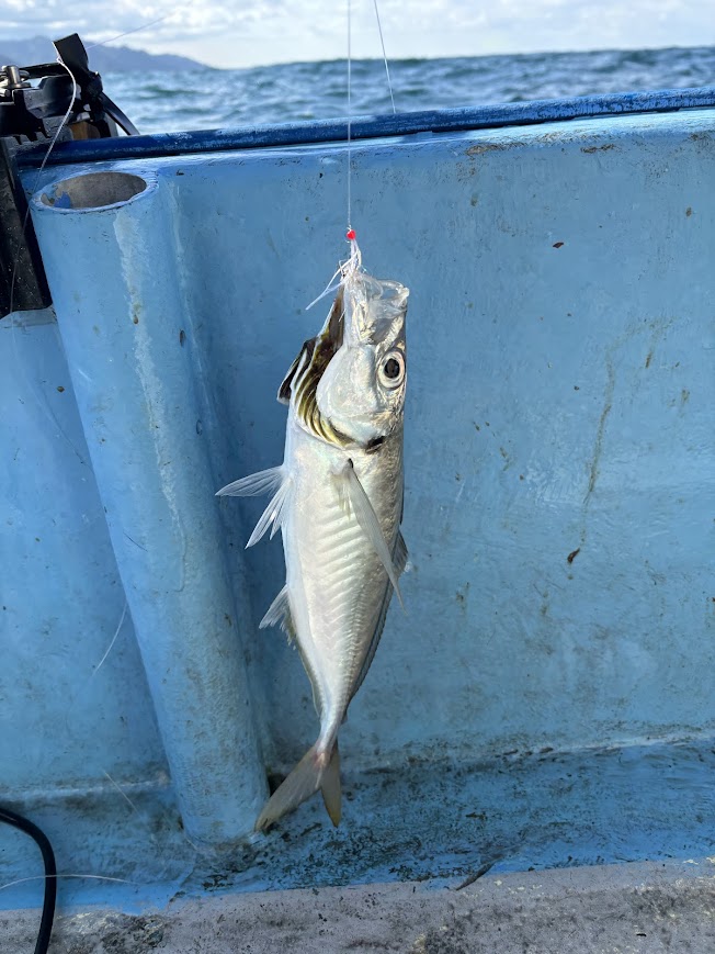 尺鯵の釣果