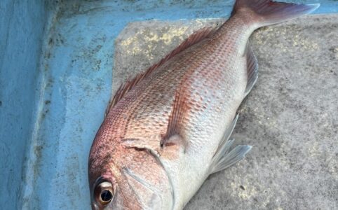 タングステン無垢タイラバで釣れた真鯛