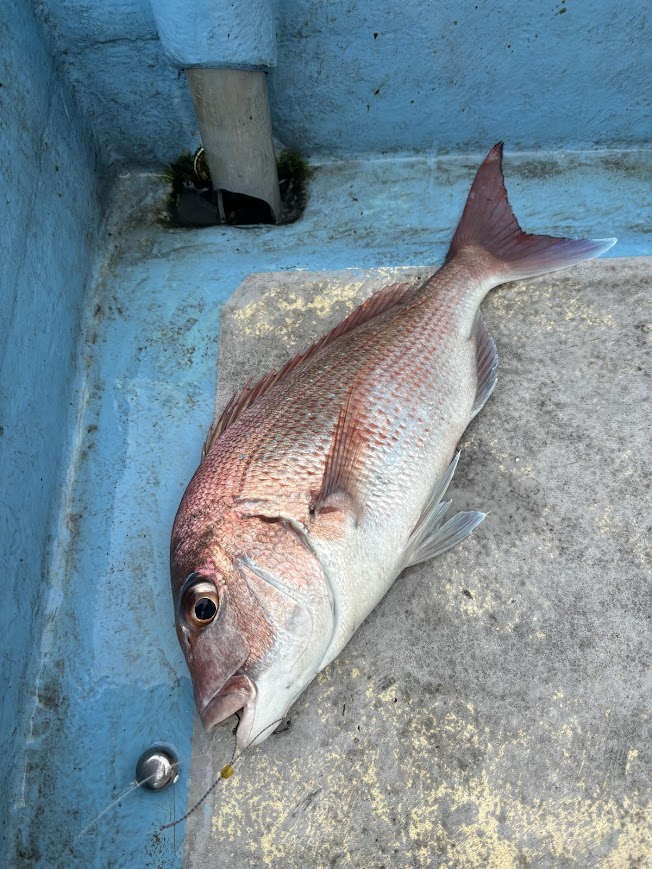 タングステン無垢タイラバで釣れた真鯛