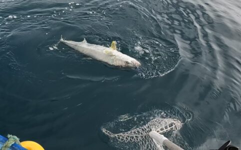 ヒラマサジギング釣果