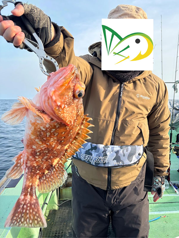 大きなウッカリカサゴが釣れた