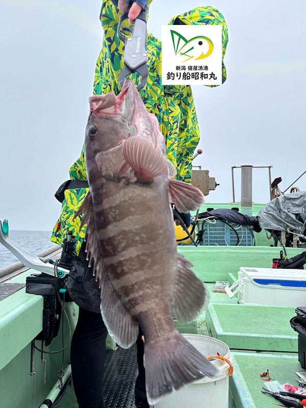 粟島でマハタの釣果