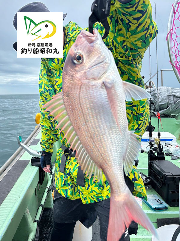 近海で真鯛が釣れた新潟寝屋漁港