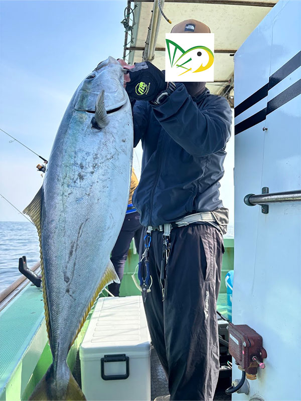 太った春ブリの釣果