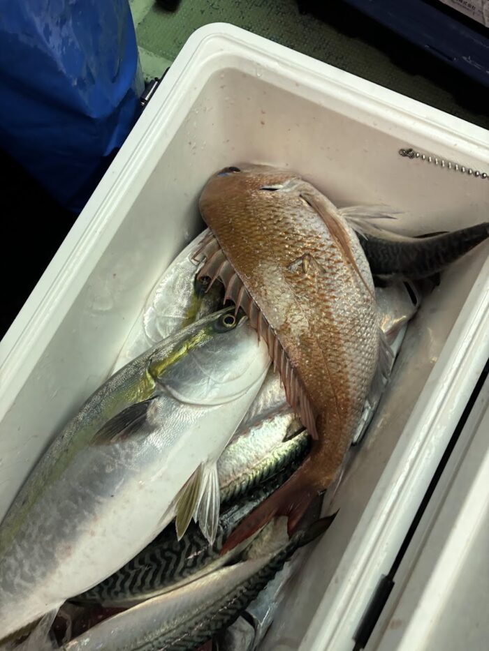 夜焚きサビキ釣りで釣れた魚