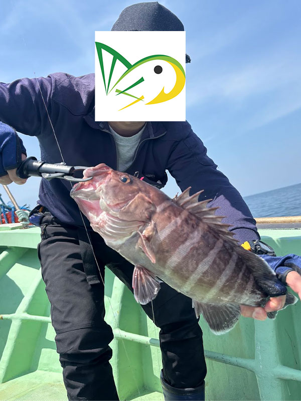 今期初のマハタが釣れた