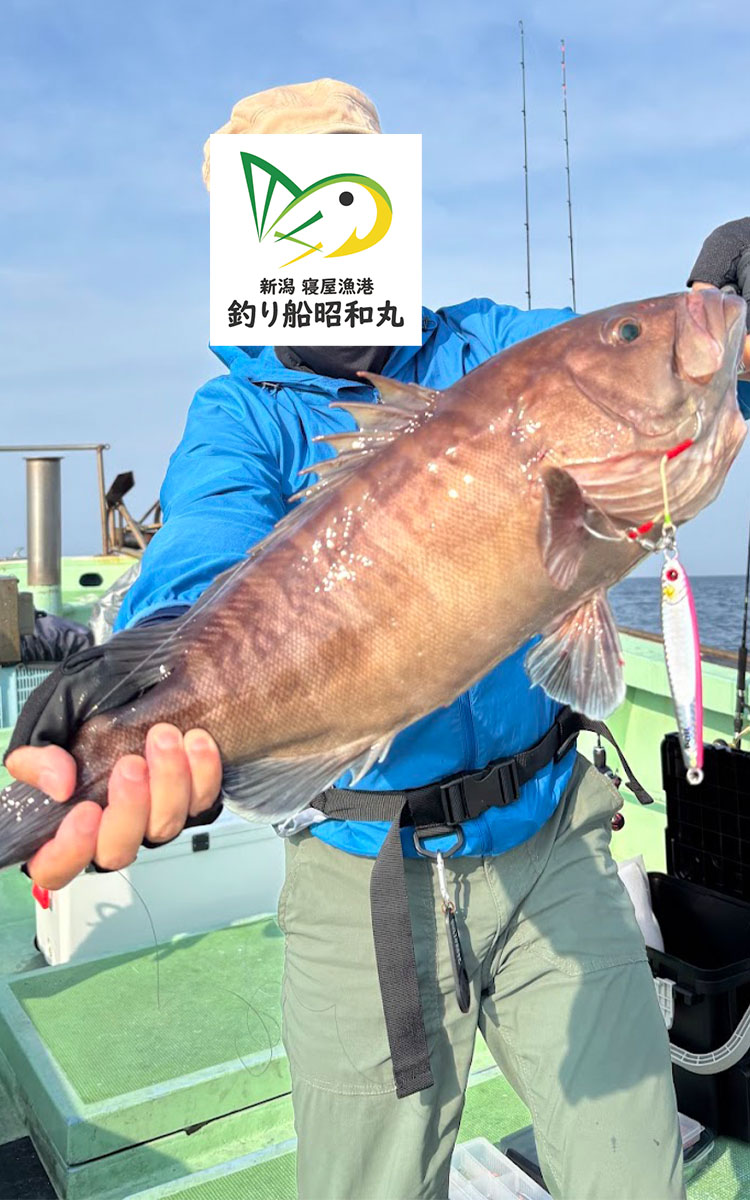 粟島近海タイラバ五目便で釣れた高級根魚マハタ