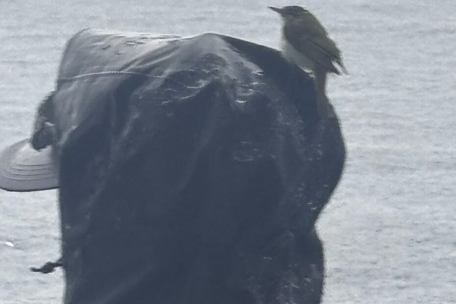 渡り鳥が休憩に船に来た