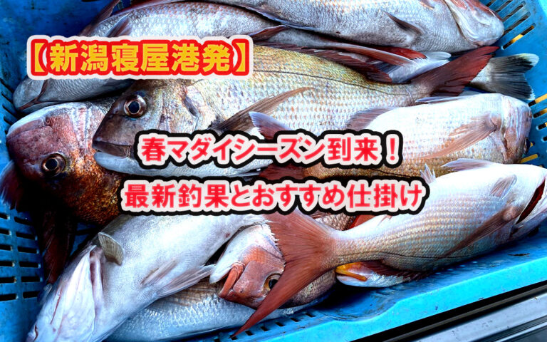新潟寝屋港日本海春真鯛おすすめ釣り船