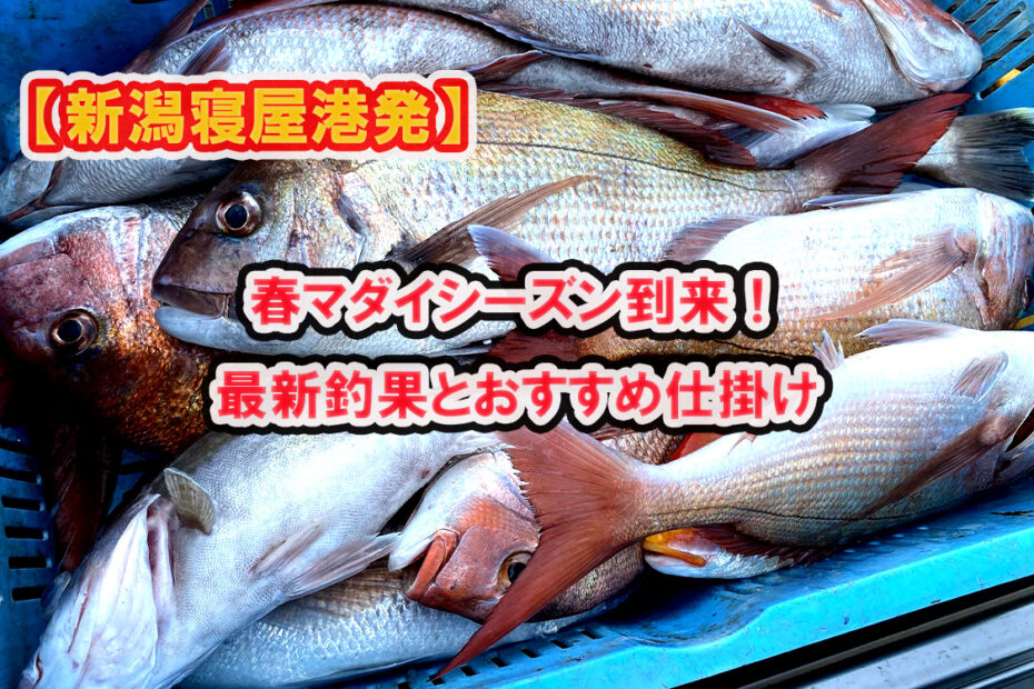 新潟寝屋港日本海春真鯛おすすめ釣り船