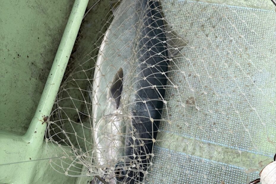 寒ブリジギング釣果