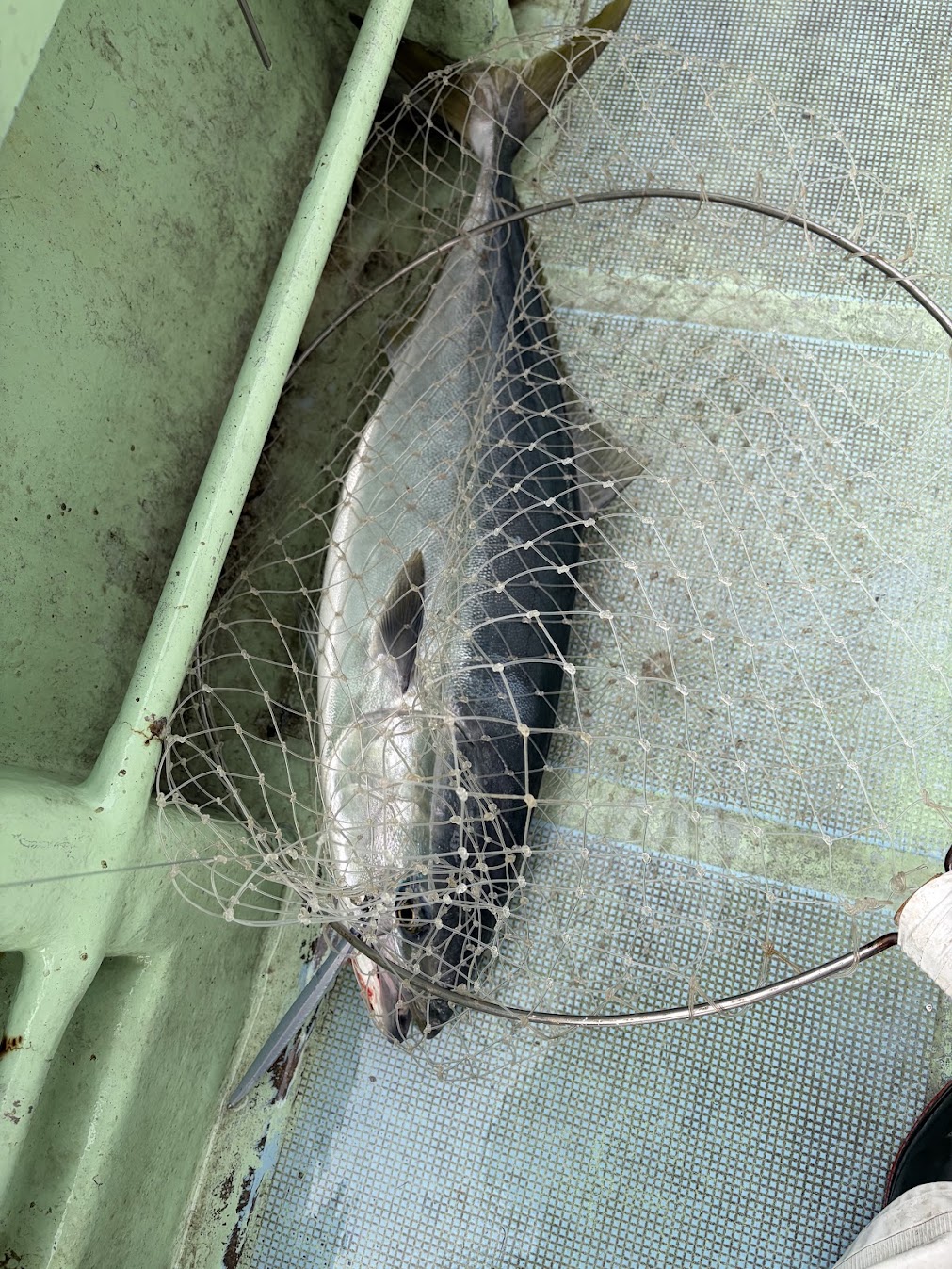 寒ブリジギング釣果