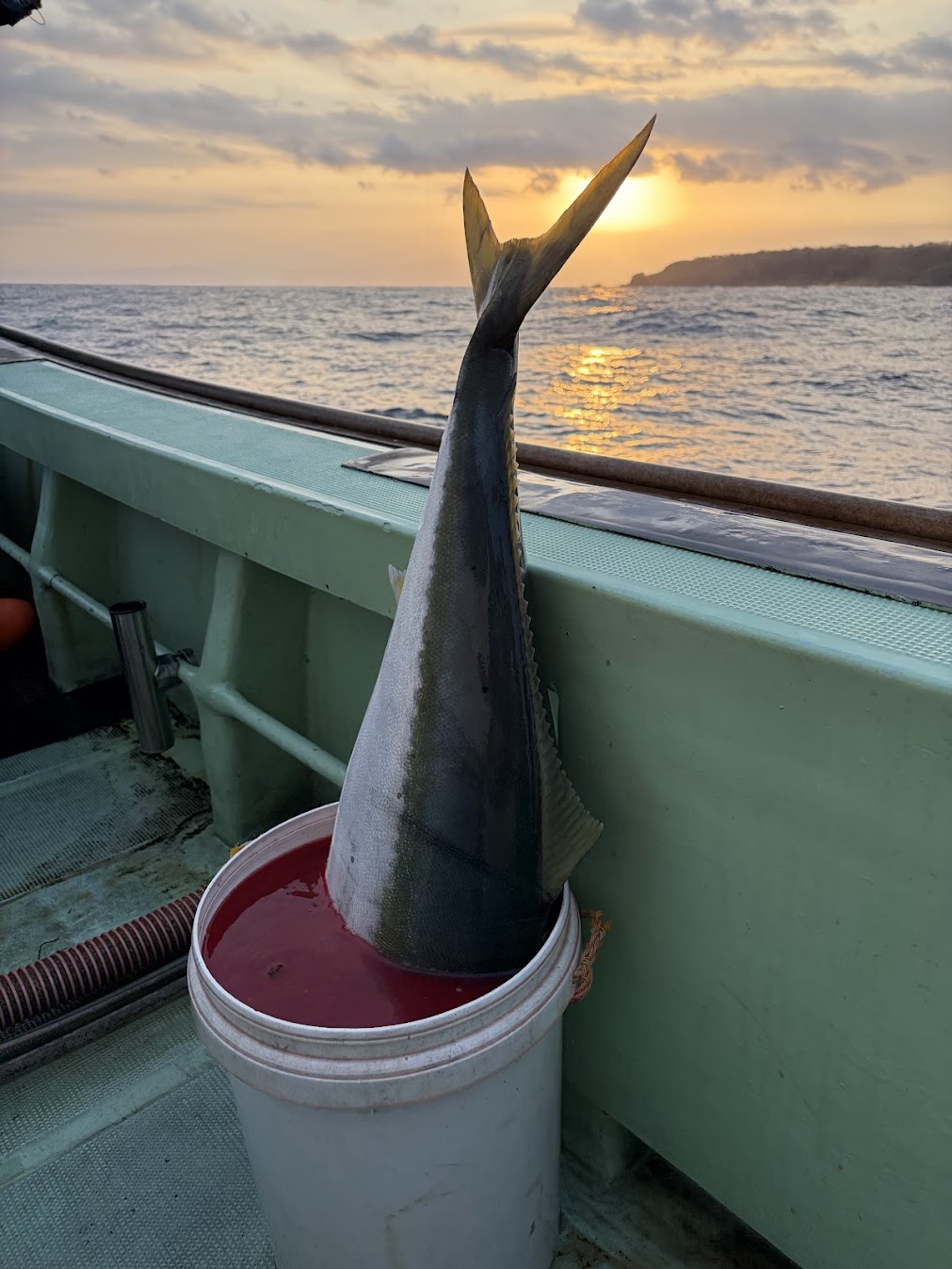 寒ブリの血抜き