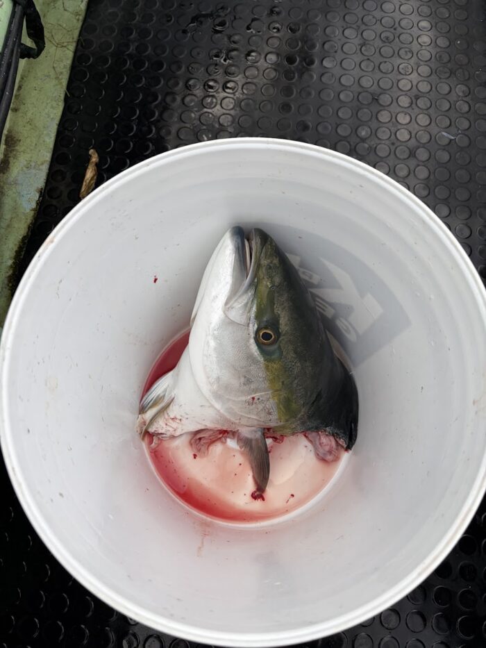 サメに食べられて頭だけ釣れた寒ブリ