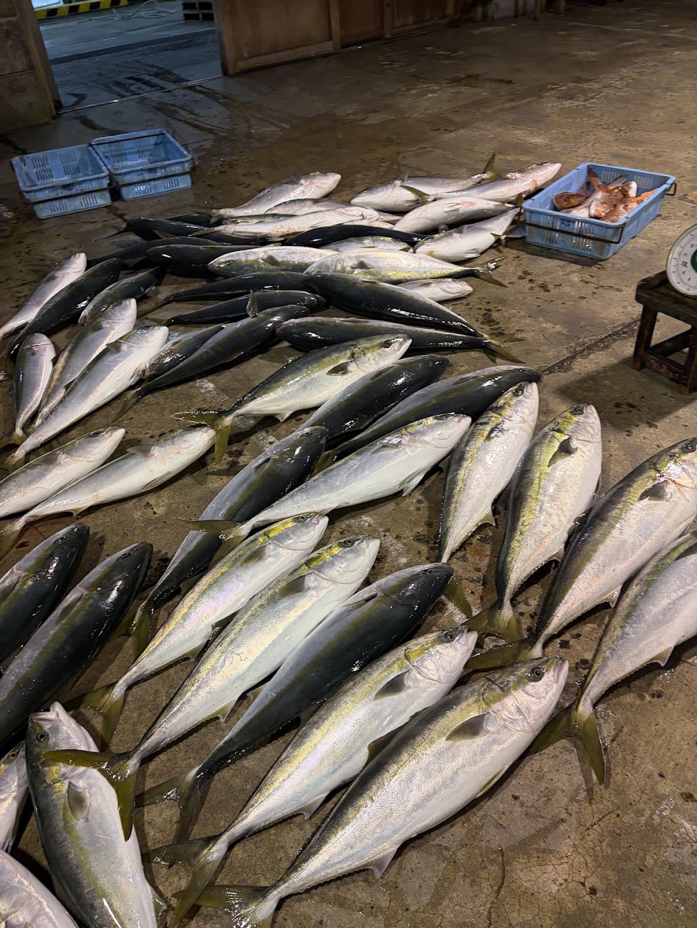 冬の新潟寒ブリ釣り船