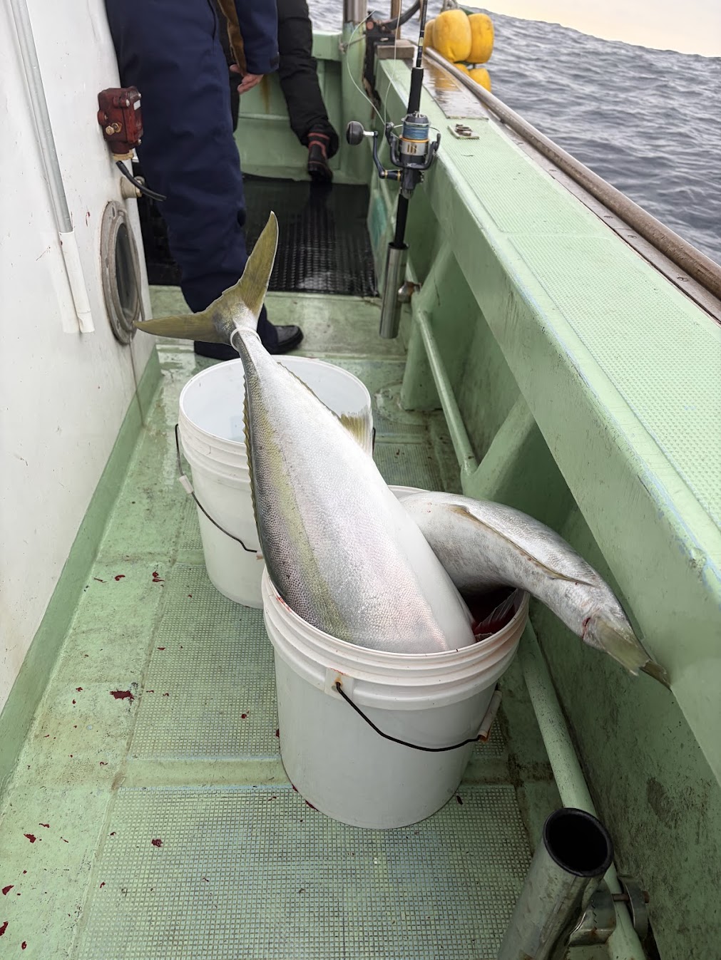 寒ブリ入れ食い