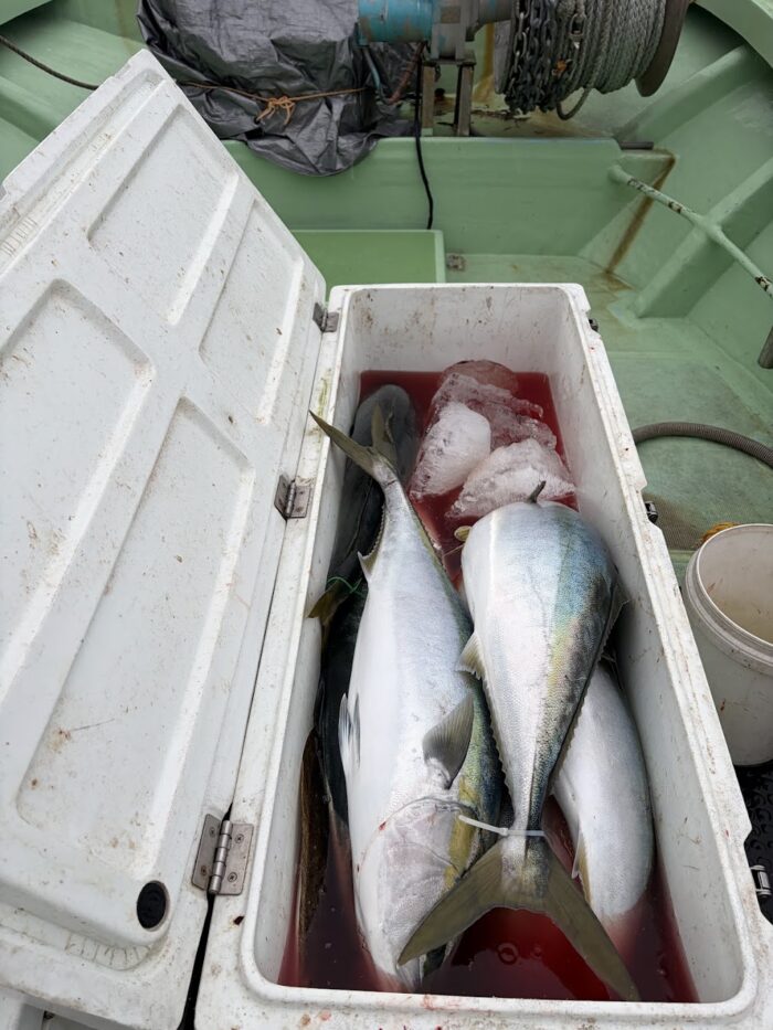 クーラーボックスが寒ブリで一杯になった