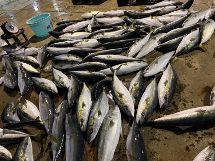 日本海新潟の寒ブリ漁