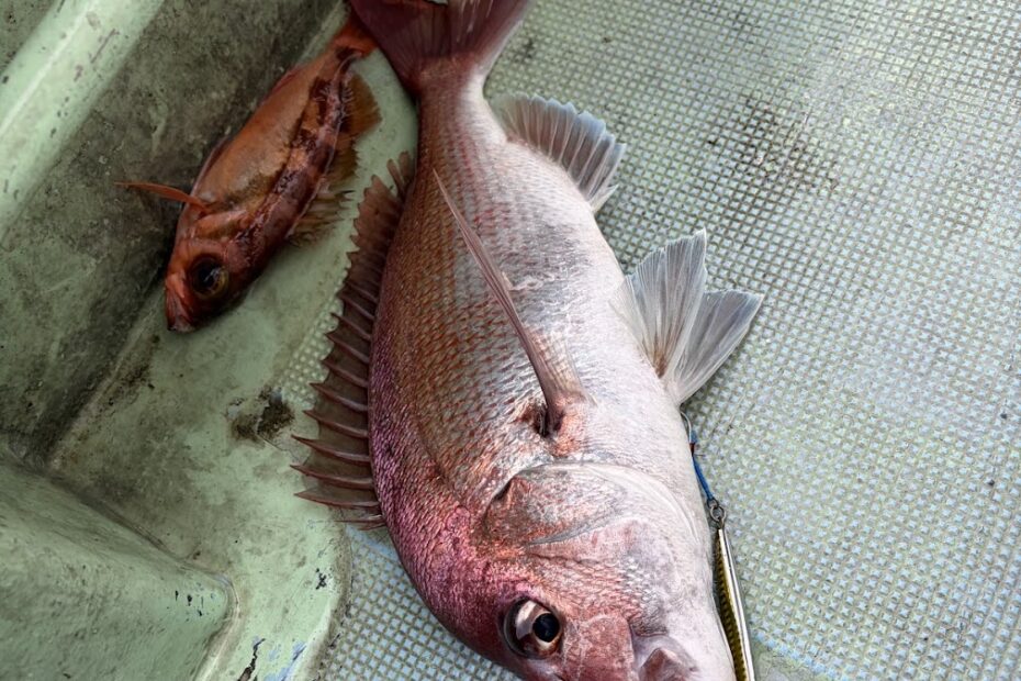 ルアー春マダイ釣果