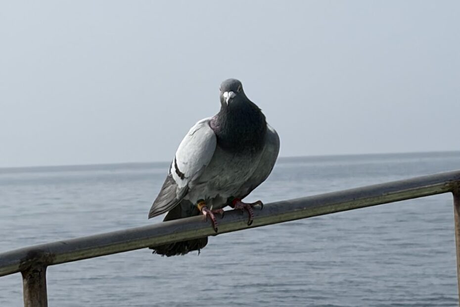 レース鳩が船で休んでいる