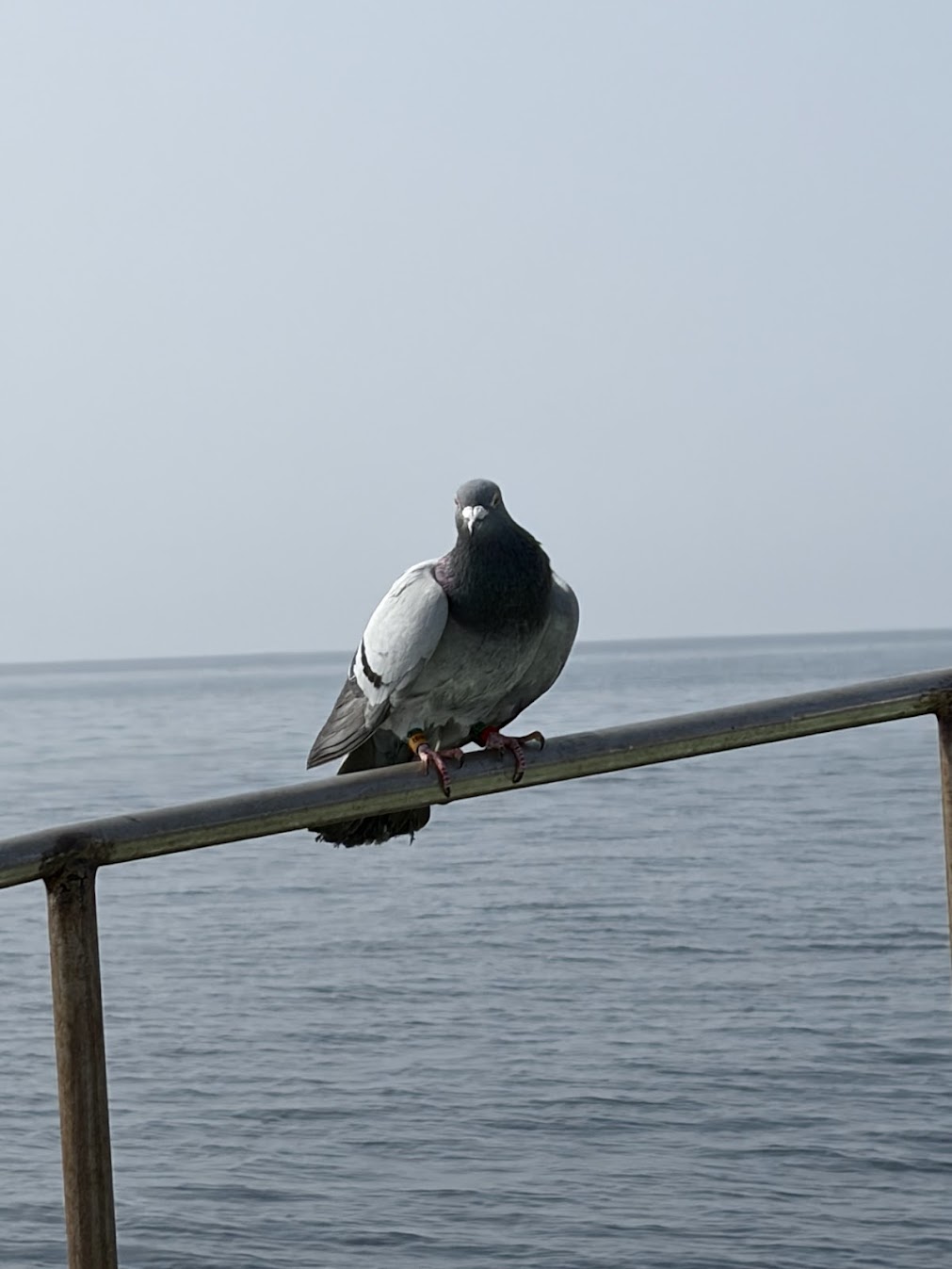 レース鳩が船で休んでいる