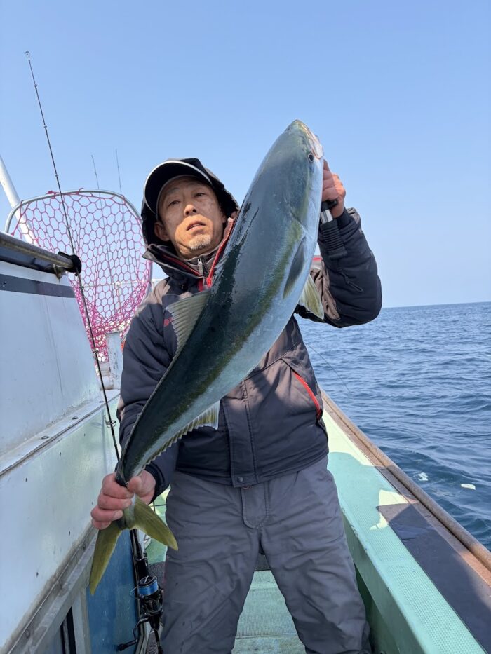 春の桜ブリが釣れた