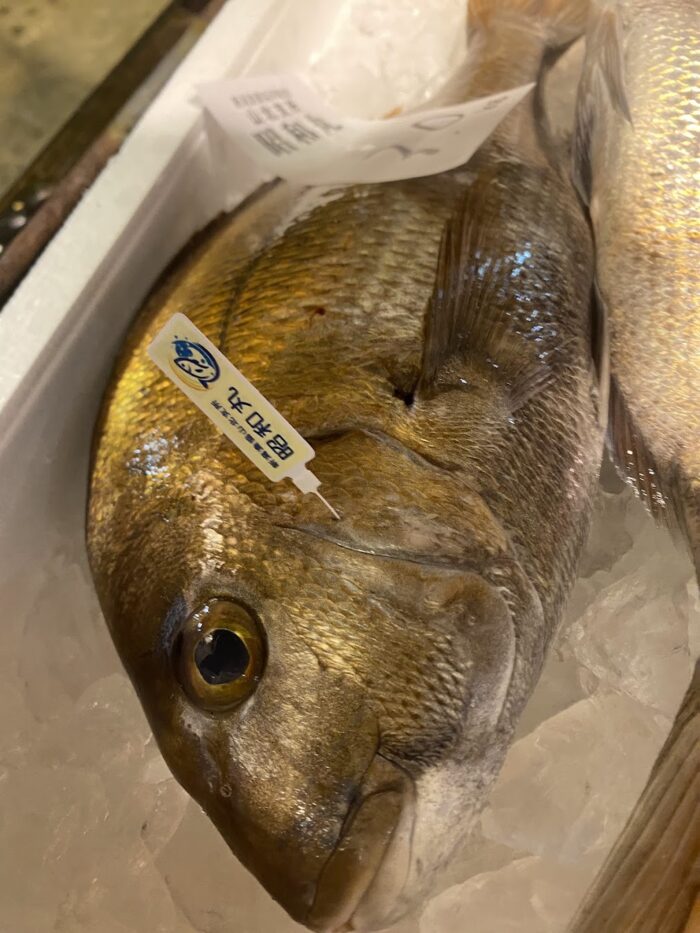 新潟の釣りブランド真鯛