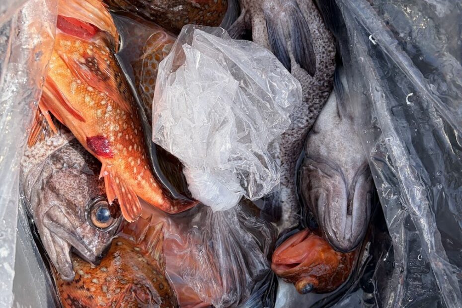 粟島近海で豊富な魚種を船釣りで狙う