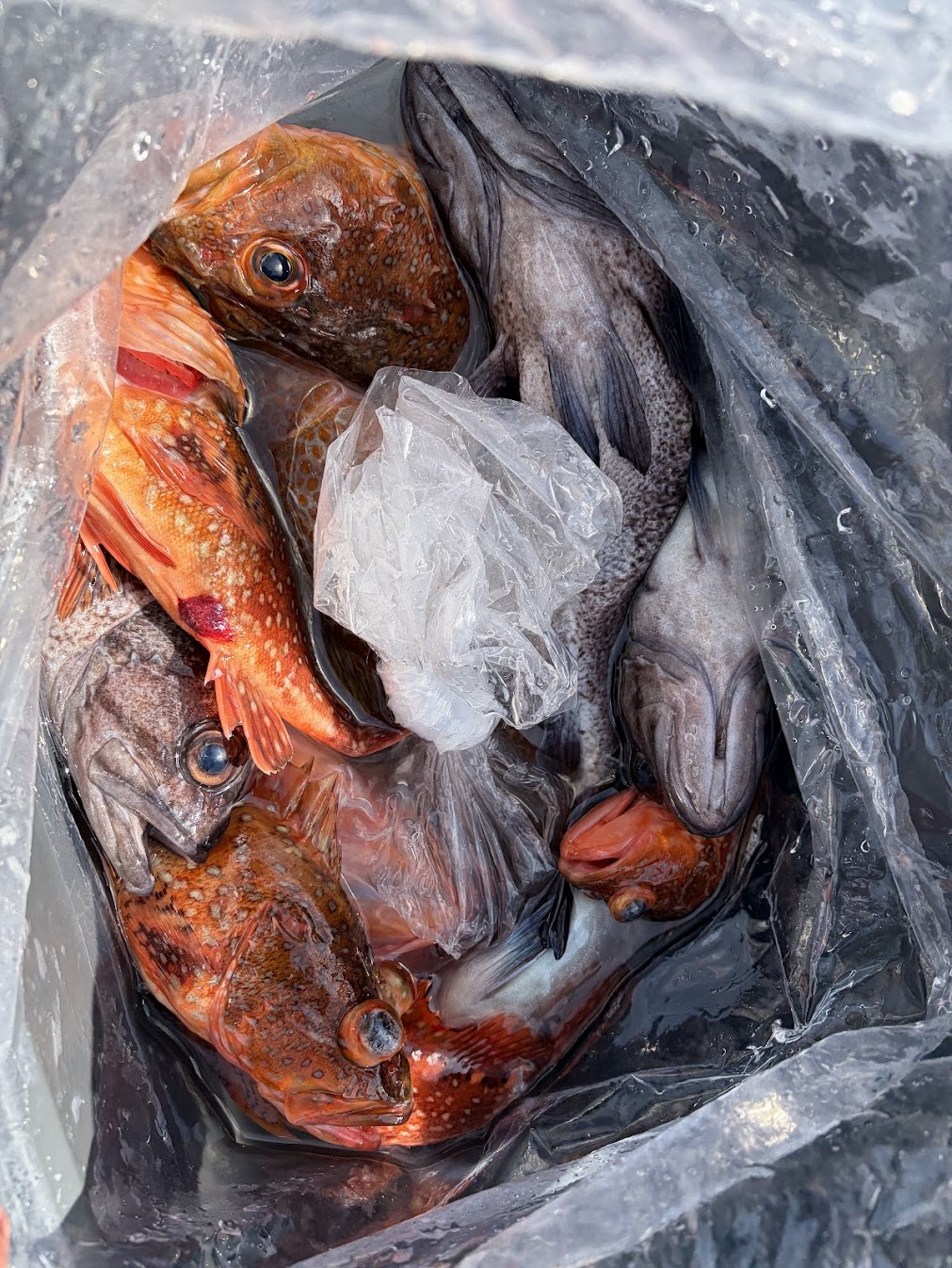 粟島近海で豊富な魚種を船釣りで狙う
