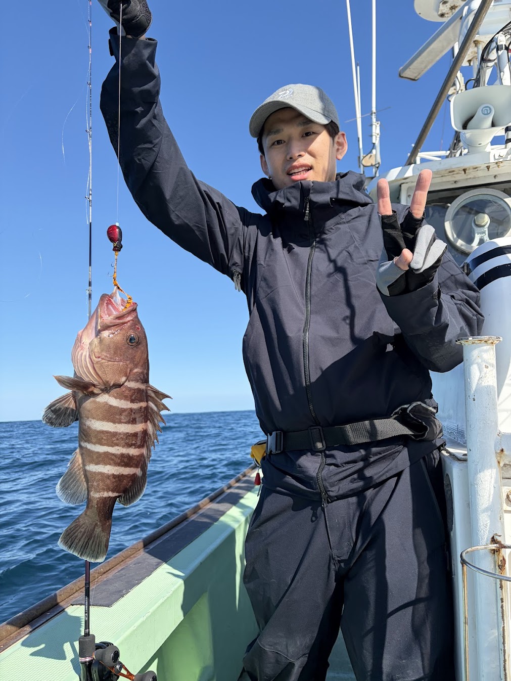 粟島の高級根魚のマハタが釣れた