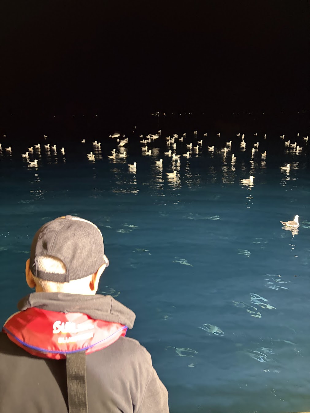 鳥が沢山沸く釣り船
