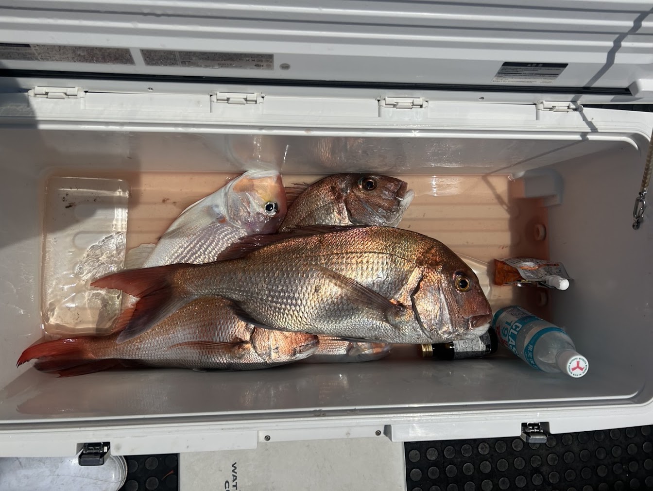 真鯛と甘鯛の釣果