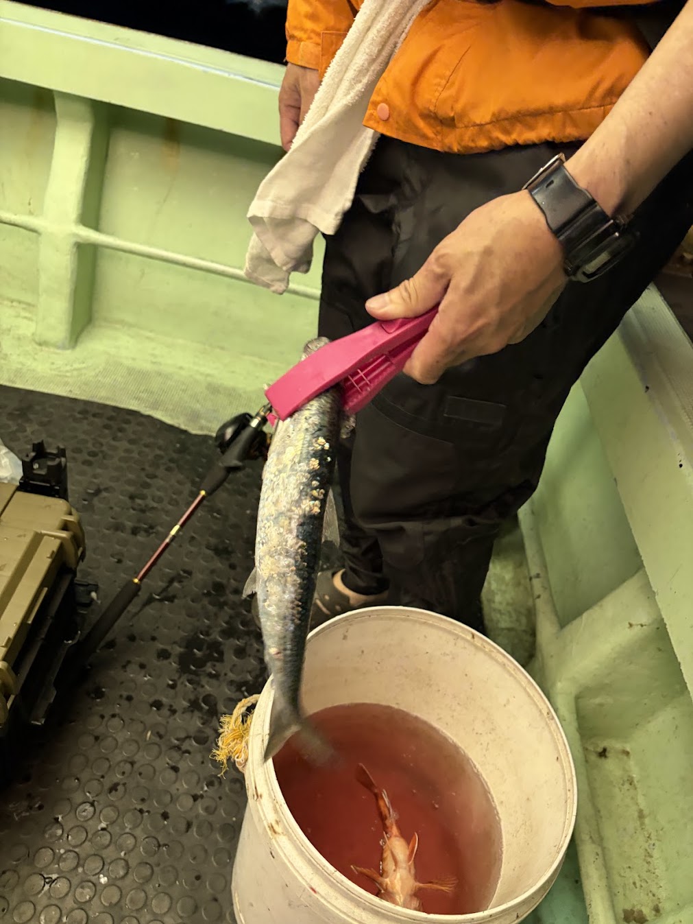バチコンで釣れた鰯