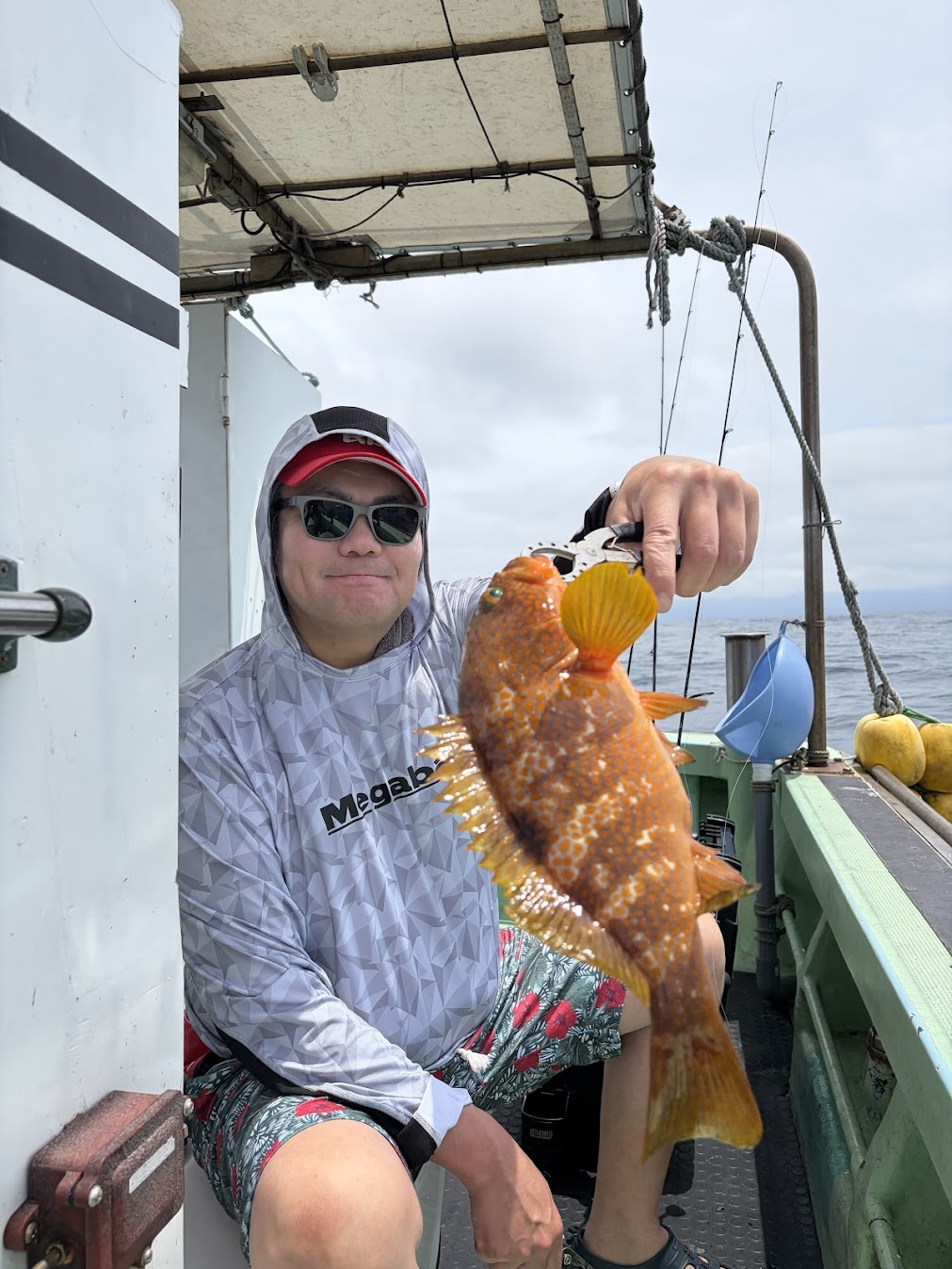 キジハタ連続釣果
