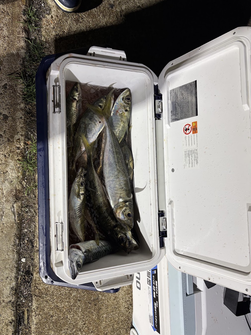 アジが大漁